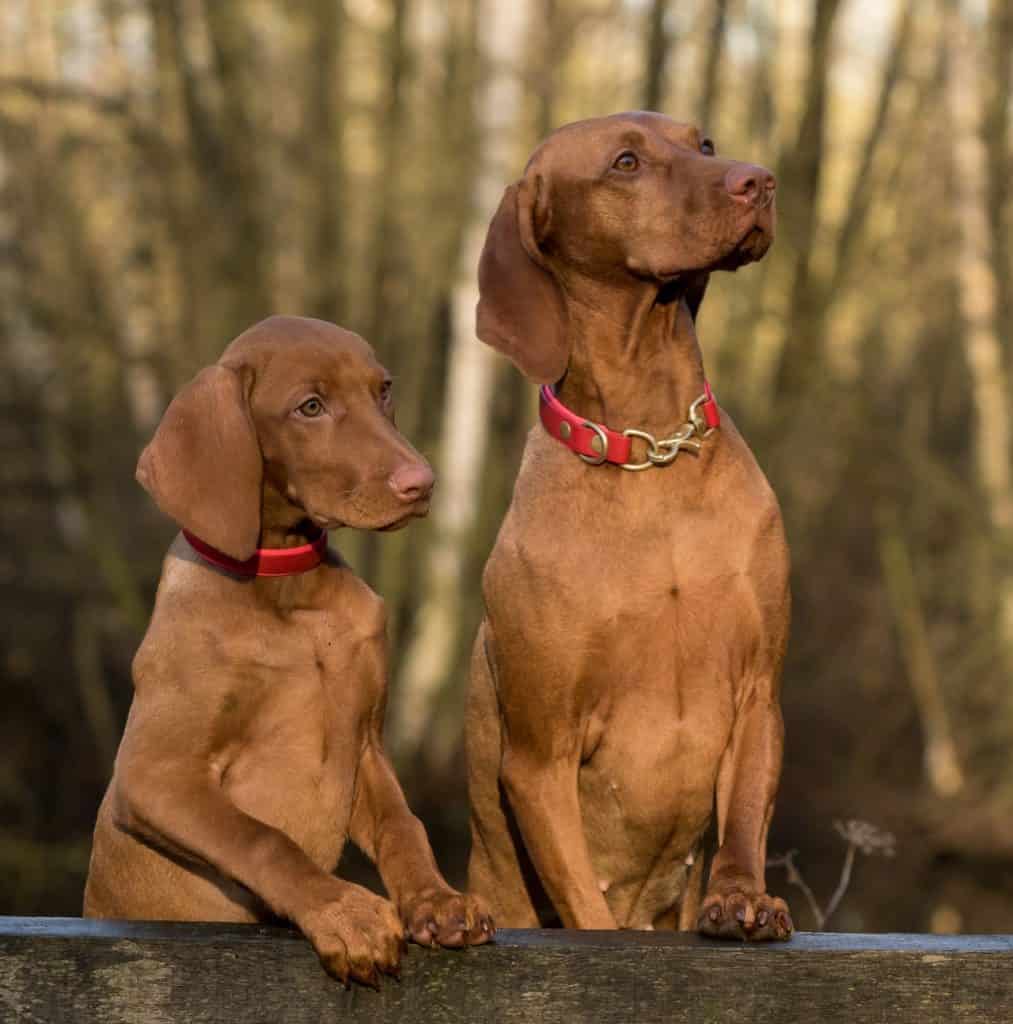 Emotional support dog store vizsla